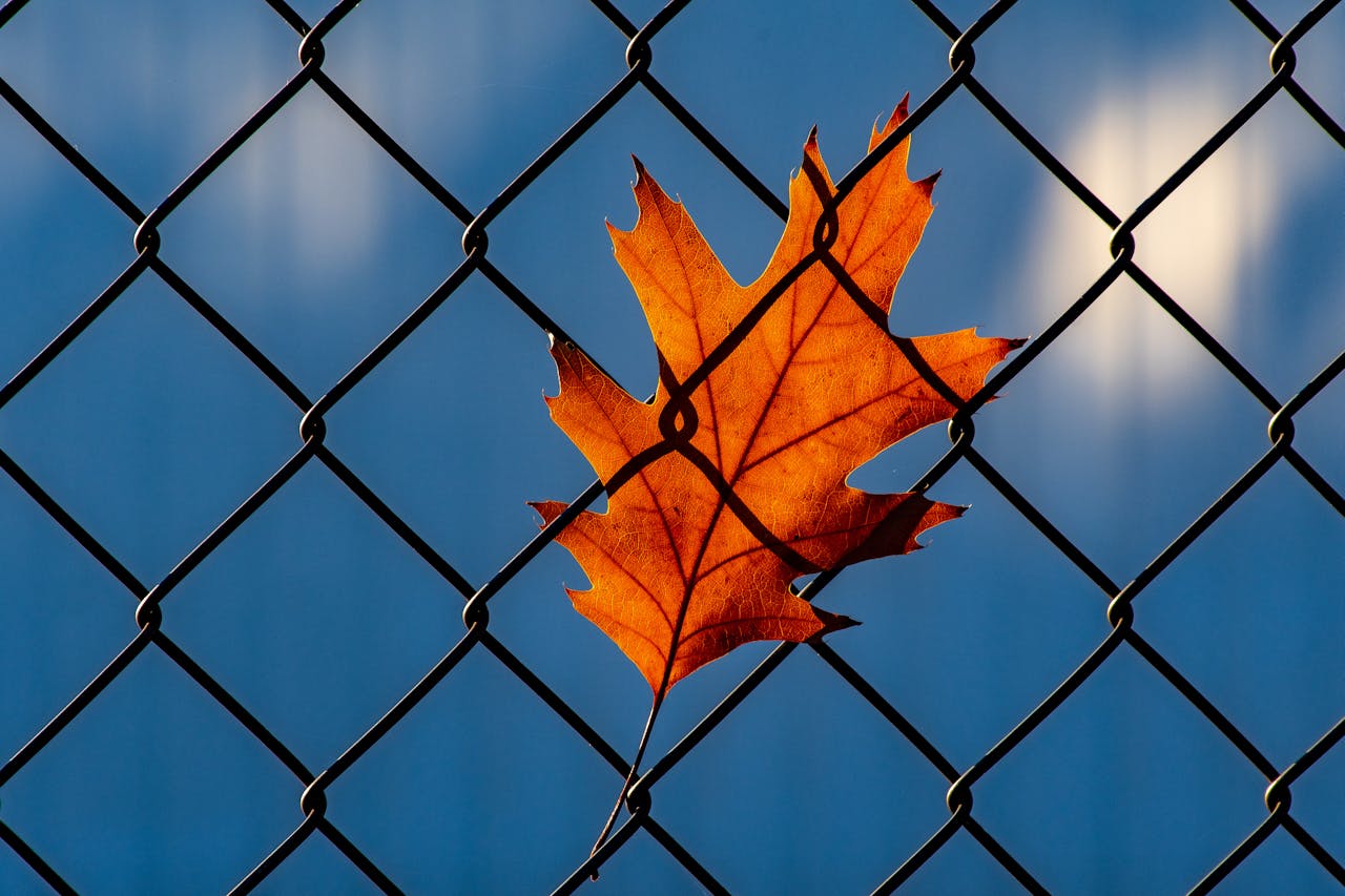 wire and mesh