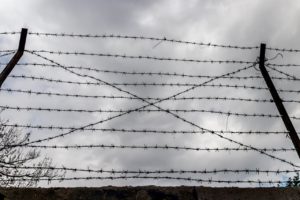 wire tree guards